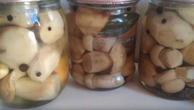 Маринованные белые грибы на зиму
